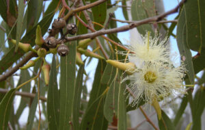 Raw Eucalyptus Honey
