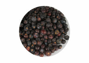 Juniper (berries) - Altai herbs